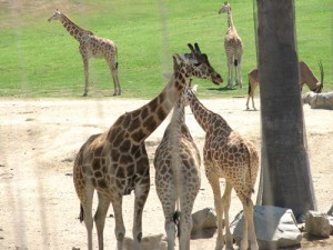 giraffe_web