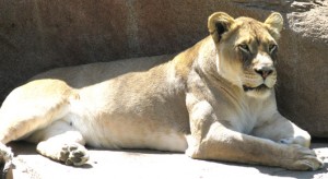 lioness_web