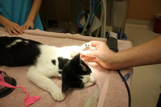 CA Lawmakers Move Multiple Animal-Welfare Bills Forward